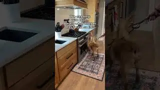 Wondering where mold hides? 🤔 Cooper sniffs out the unseen! 🐶 #MoldDetection hidden mold, mold