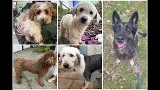 HERE is a selection of dogs from Many Tears Animal Rescue which are looking for their forever homes.