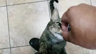wild creature feeding frenzy