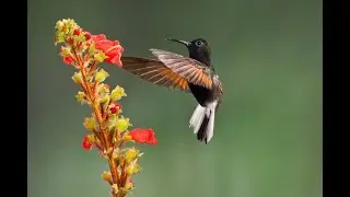 Hummingbird Meaning