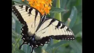 Eastern Tiger Swallowtail Butterfly- male