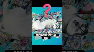 Невероятно! Собака выбирает правильный набор карт Pok&eacute;mon TCG с невероятным попаданием! #pokemont...