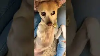 That&rsquo;s just my baby Mollie!!! ❤️ #dog #dogentertainment #cute #puppy #aww #shorts #pets