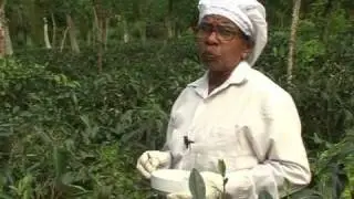 Virgin White Tea -- a brew fit for an emperor