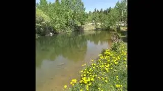 Утренняя прогулка в горах Колорадо . Morning walk in Colorado mountains.