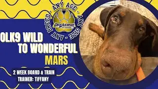 6mo Doberman (Mars) Best Dog Trainers in West Virginia!