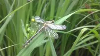 Sony Ericsson Vivaz U5i camera test