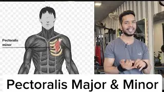 CHEST MUSCLE PECTORALIS MAJOR & MINOR.#fitness #motivation #gym #chest #workout #music #sculptgym 