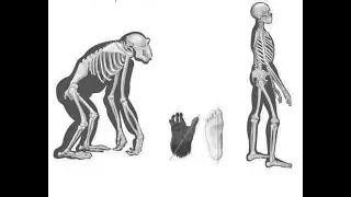 Charla ¿Cómo nos hicimos bípedos? Con Luis Perales, experto en fisioterapia y evolución humana