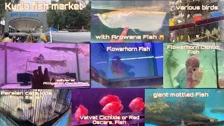 I&rsquo;m  Explore Mumbai ￼Fish Market & WithArowana Fish & severalAlligator GarsFish & All Fish Market 