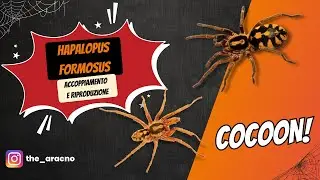 Hapalopus formosus/Hapalopus sp Colombia Gross: accoppiamento e riproduzione.