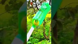 fruit picking techniques using simple tools full of creativity #shorts #agriculture #gardening