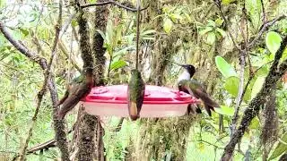 Hummers of Tapichalaca, southern Ecuador.
