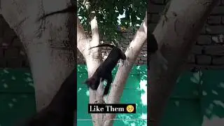 Cat Climbs a Very Big Tree 🌳#cats #pets #funnycats