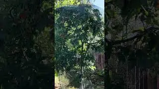 100% способ защиты деревьев от нашествия птиц.