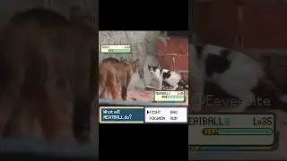 Wild Pokemon Encounter in real Life! #pokemon #pokemonmeme #funnycats #irlpokemon #pokemonbattle