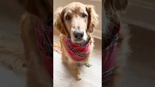 Easy Dog-Gone Bandana 🐾