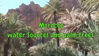 Morocco, pristine nature, spring water and palm trees
