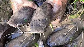 Best mud water fishing | mud fishing dry season | Best mud fishing!@ Fishing BD Go