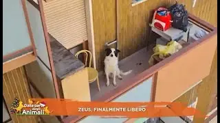 ZEUS ERA PRIGIONIERO DI UN BALCONE: ORA VIVE CON UNA MAMMA AMOREVOLE