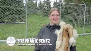 Les animaux de chez-nous : coyote et loup