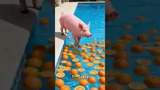 porky y su entrenamiento diario