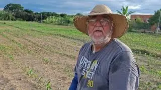 Adubando a roça de milho 