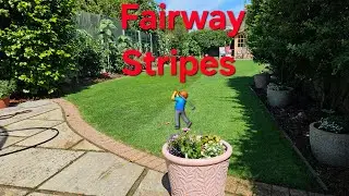 CSI Creeping Ryegrass bounces back after heavy rain. Golf fairway stripes!!