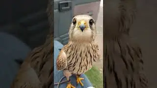 my kestrel falcon #kestrel #training #falconry #eagleattacks #shortsviral #1millionviews
