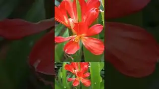 #flowers#clivia#lush red &lrm;⁨@kapcoastsunsetcliviaseascapes