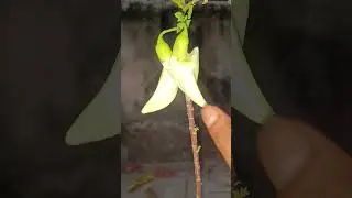 Bokful Plant Harvesting ☺️
