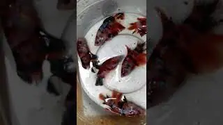Betta fish 🐠 (my selected fish for saling)