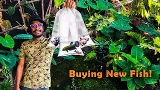 Got New Fish for the Amazonian Community Pond! | අලුත් බෙටා සහ තවත් මාලු...