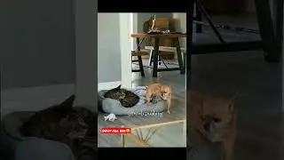 dog and cat funny fight😛🤣|animal funny video|dubbing video|funny video|#shorts #funny #dubbing