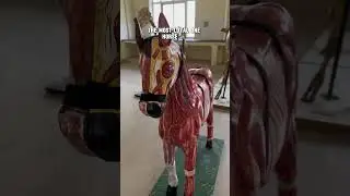 My One as a Vet ! #shorts #shortvideo #horse