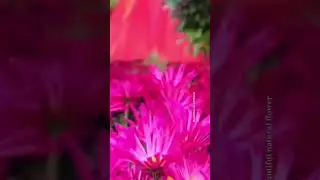 Most beautiful natural flower gardens #flowers #shorts#viral#trending#naturalflowers #nature #1m