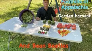 Gardening in North Georgia/ Summer harvest