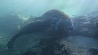 Free diving with Manatees at Hospital Hole off the Weeki Wachee River