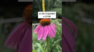 Эхинацея - от истощения и ОРВИ #травы #лекарственныетравы #травник #дикоросы