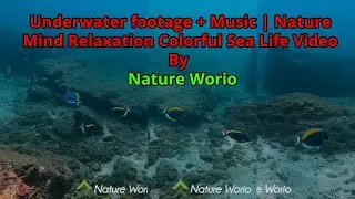 Underwater footage + Music | Nature Mind Relaxation Colorful Sea Life Video By Nature Worio