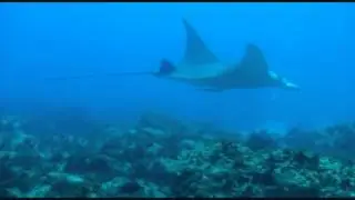 Why We Love Manta Bommie