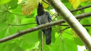 Violaceous Jay (Cyanocorax violaceus)