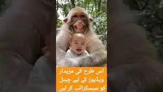 funny monkeys video ! funny monkey laughing #shorts