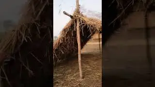 #MaghBihu