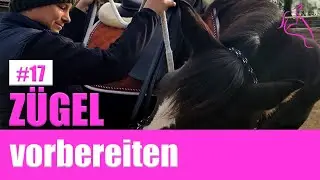 Pferd ausbilden | Zügelhilfe mit Bodenarbeit vorbereiten | Anreiten Jungpferd
