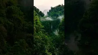 O&rsquo;rmon&hellip;Real Forest&hellip;Настоящий лес&hellip; #shorts  #calmingsounds #naturesounds #лес #forestsounds #short