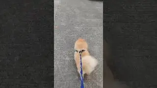 frosty morning walk #furbaby #pomeranian #frostymornings