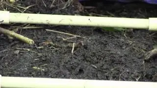 Mustard extraction