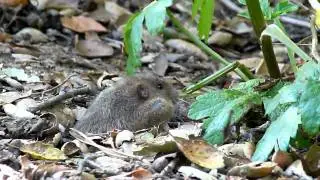A Thomomys bottae, Pocket Gopher