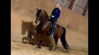 HAE All Shook Up: 2021 Bay Morgan Gelding